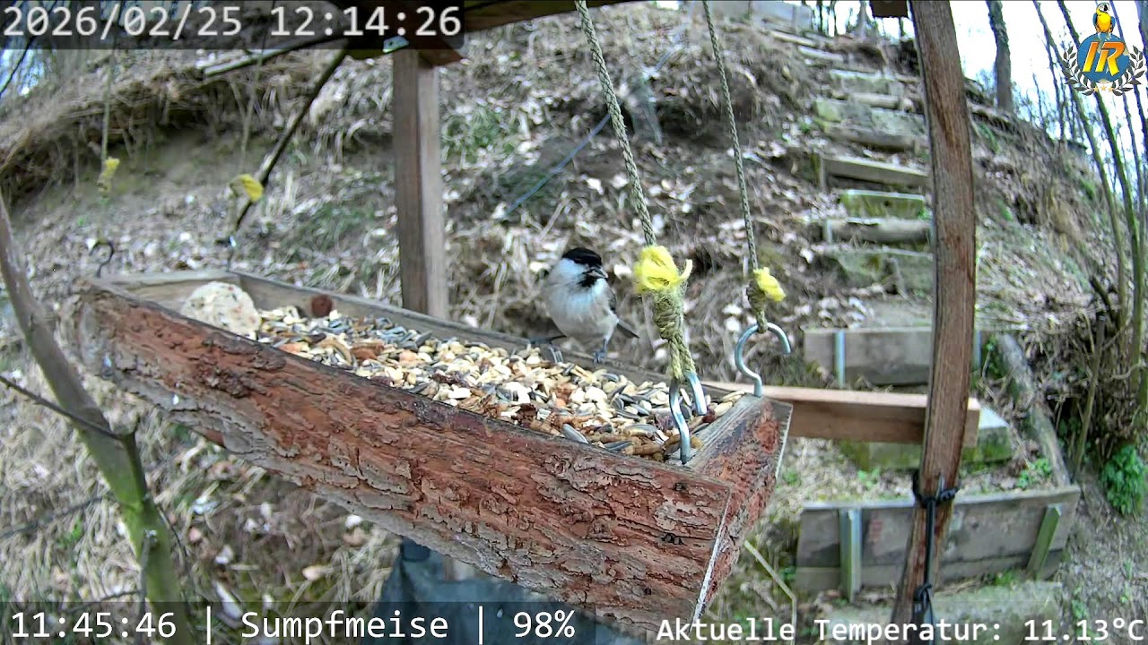 Bird Feeder Live in Switzerland