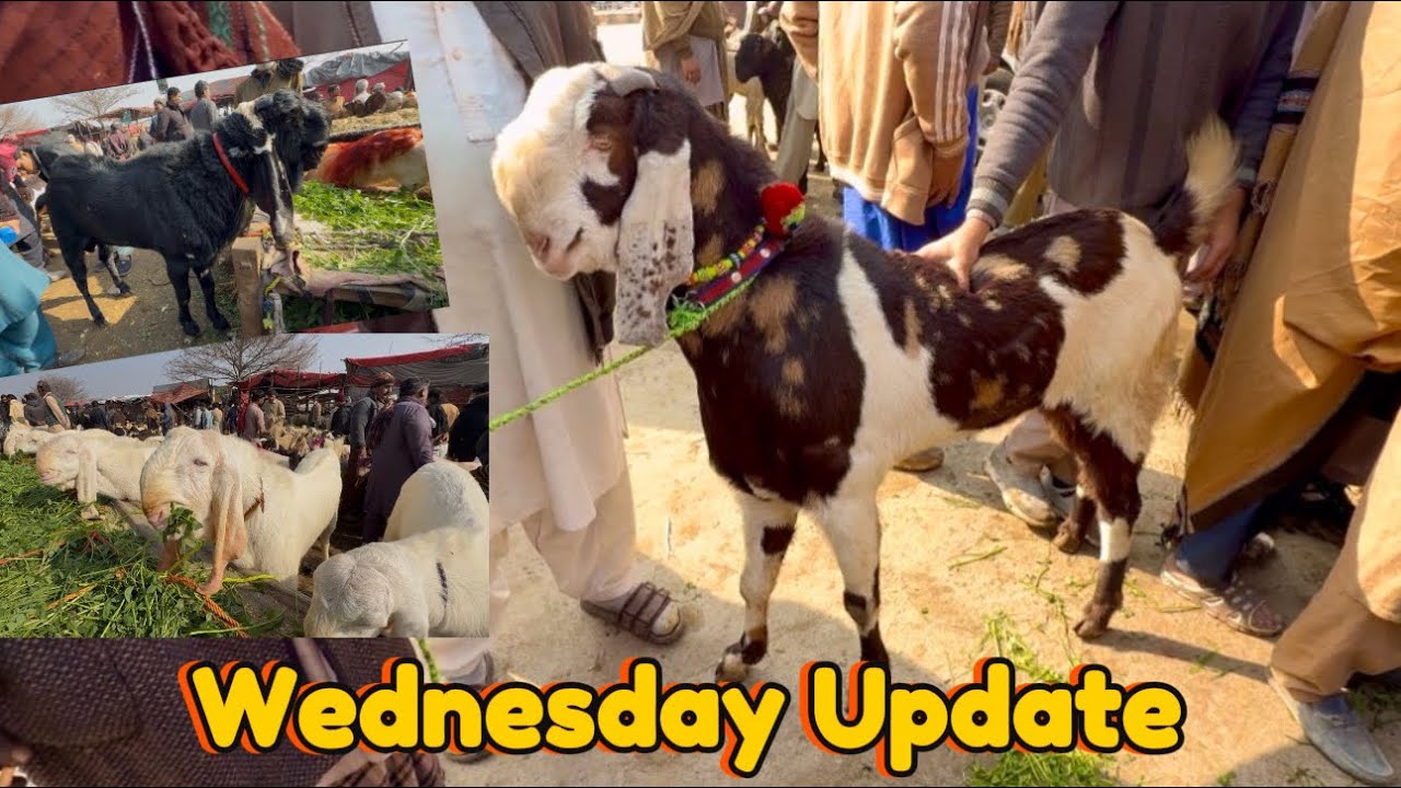 Wednesday Mandi Rajanpuri Desi Bakre Mundre Chatre | Qurbani 2026 Lahori Shauk | Lahore Bakre Mandi