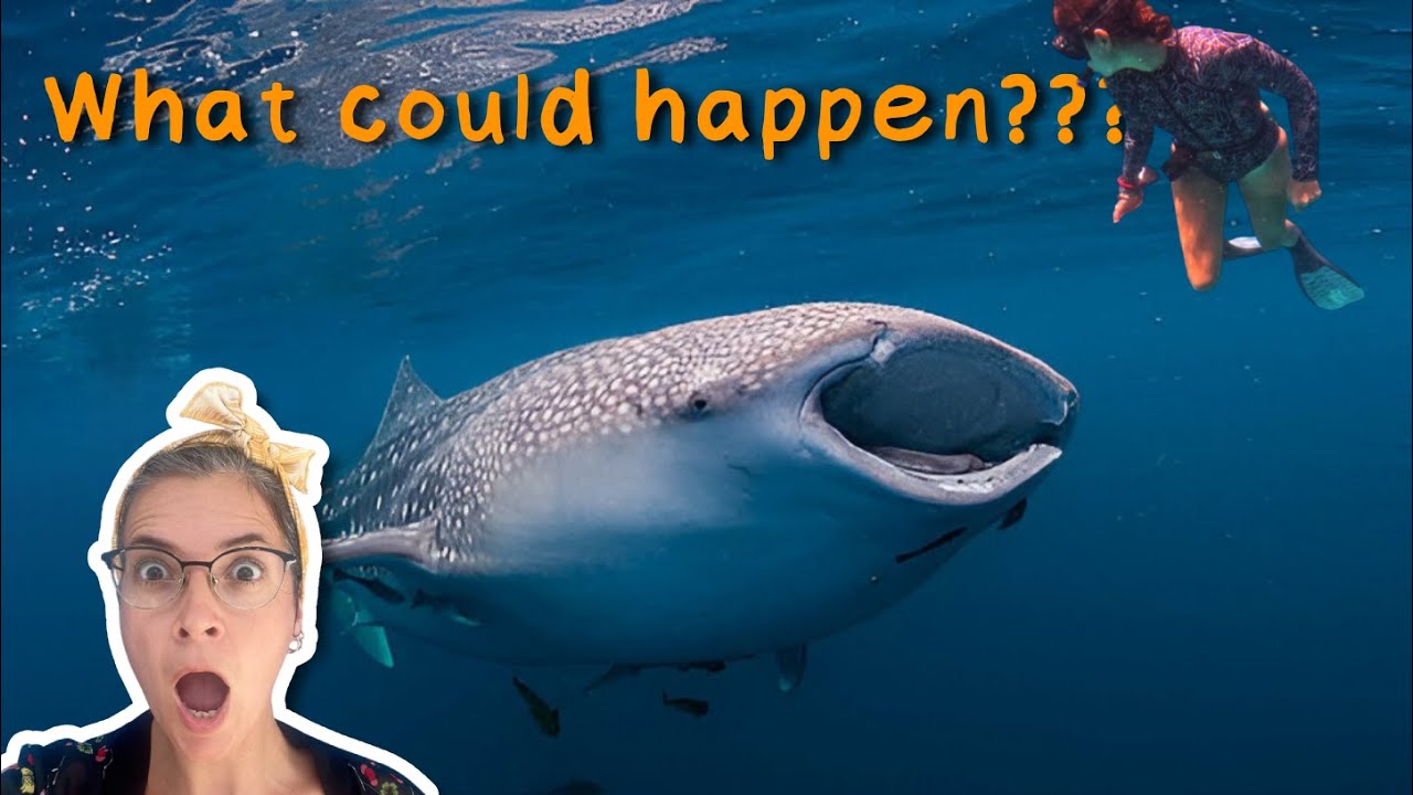Can a Whale Shark swallow me Whole? 🦈😱