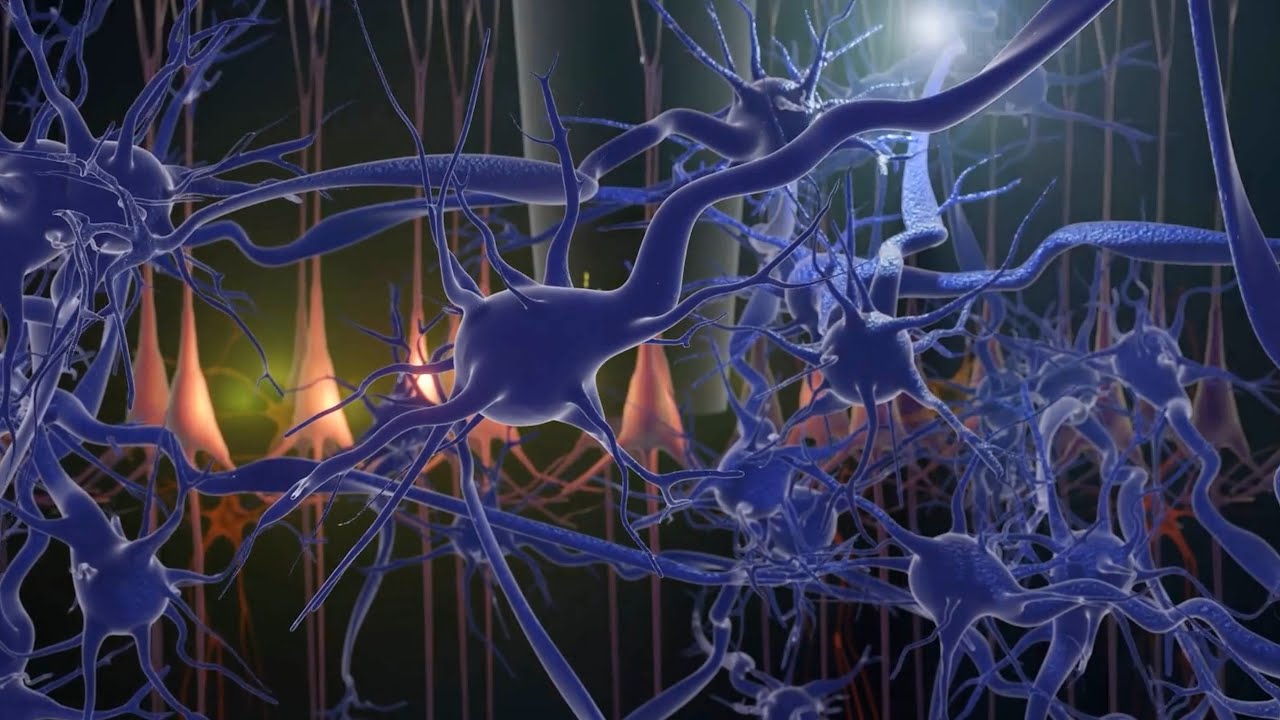 Neuroimmunology and neuroinflammation cluster