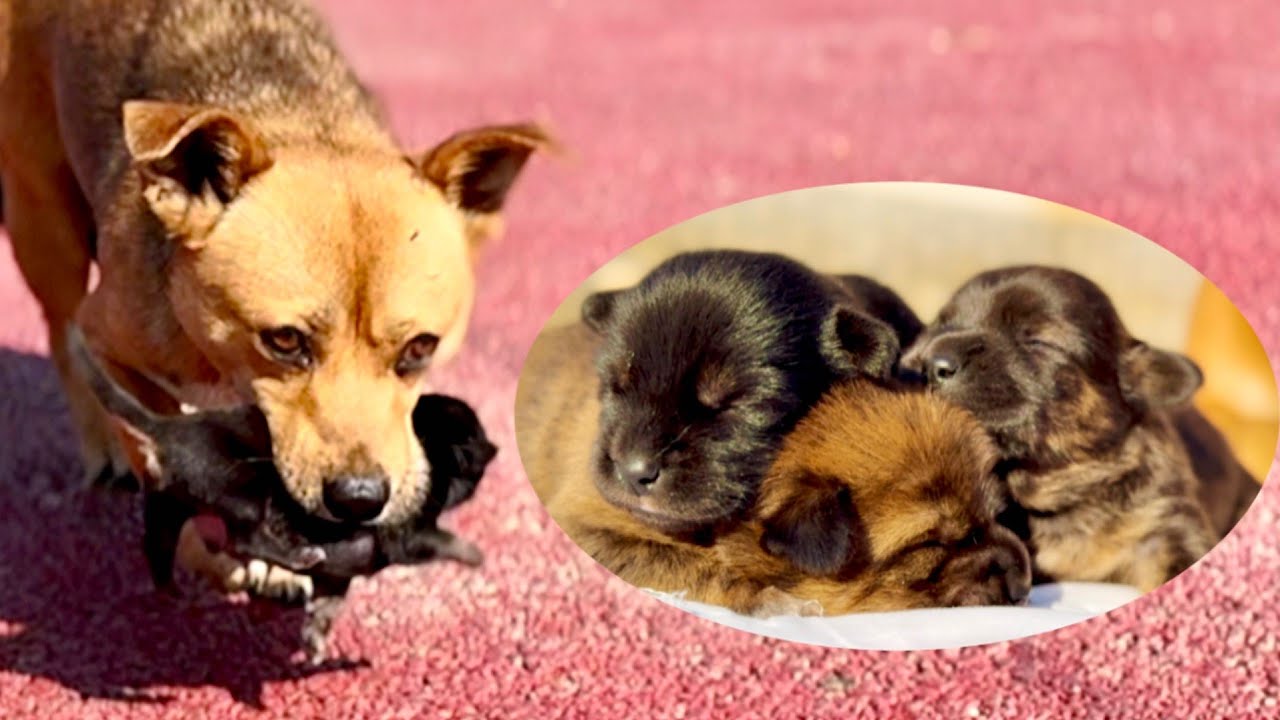 Потрясены! Собака 🐶-мама несла щенка в зубах и привела нас к другим щенкам. 😮🐶🐕❤😘😘😘