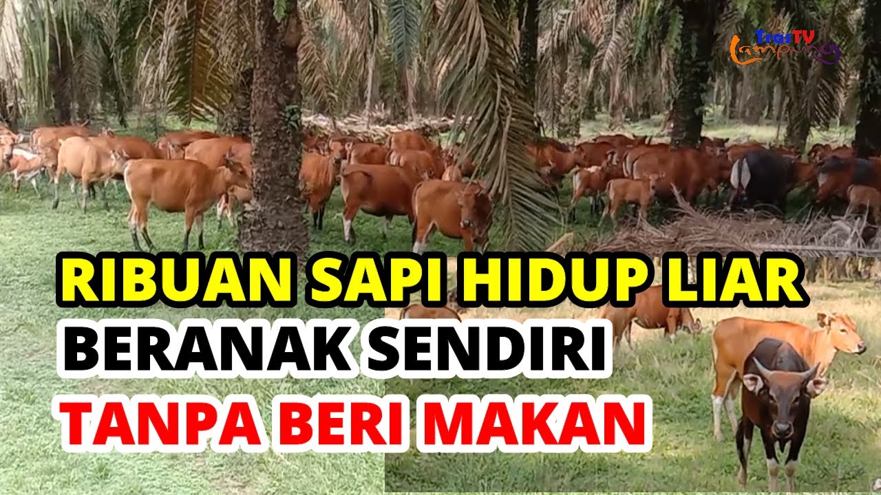 Ribuan Sapi Hidup Liar di Perkebunan Sawit, Beranak Sendiri Tanpa Diberi Makan, di Lampung