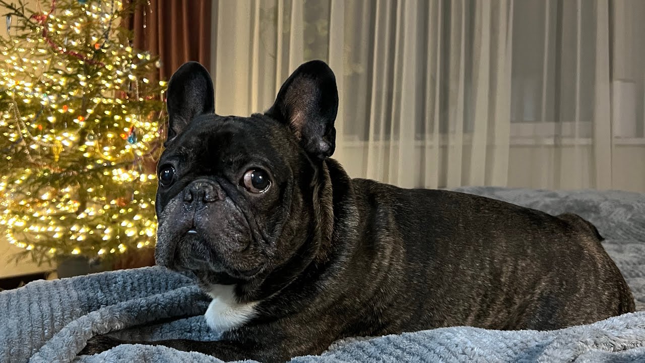 I'm decorating a Christmas tree | Why do I need stones?