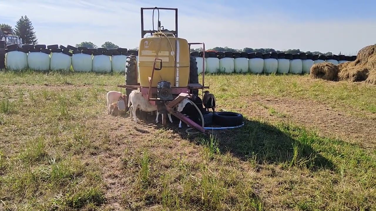 Regeneratywne Wykorzystywanie Pastwisk Co Siać Jak Nic nie Rośnie ? # 148