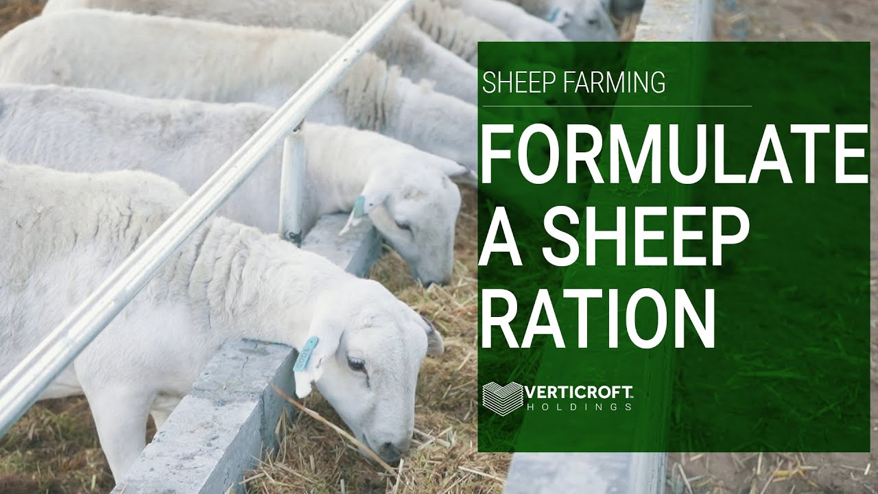 How To Formulate a Sheep Ration | Sheep Farming | Verticroft Holdings | Ryan Singlehurst
