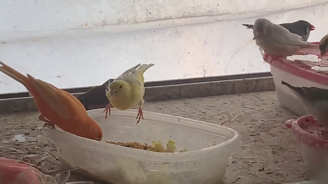 Canary Molting Tips