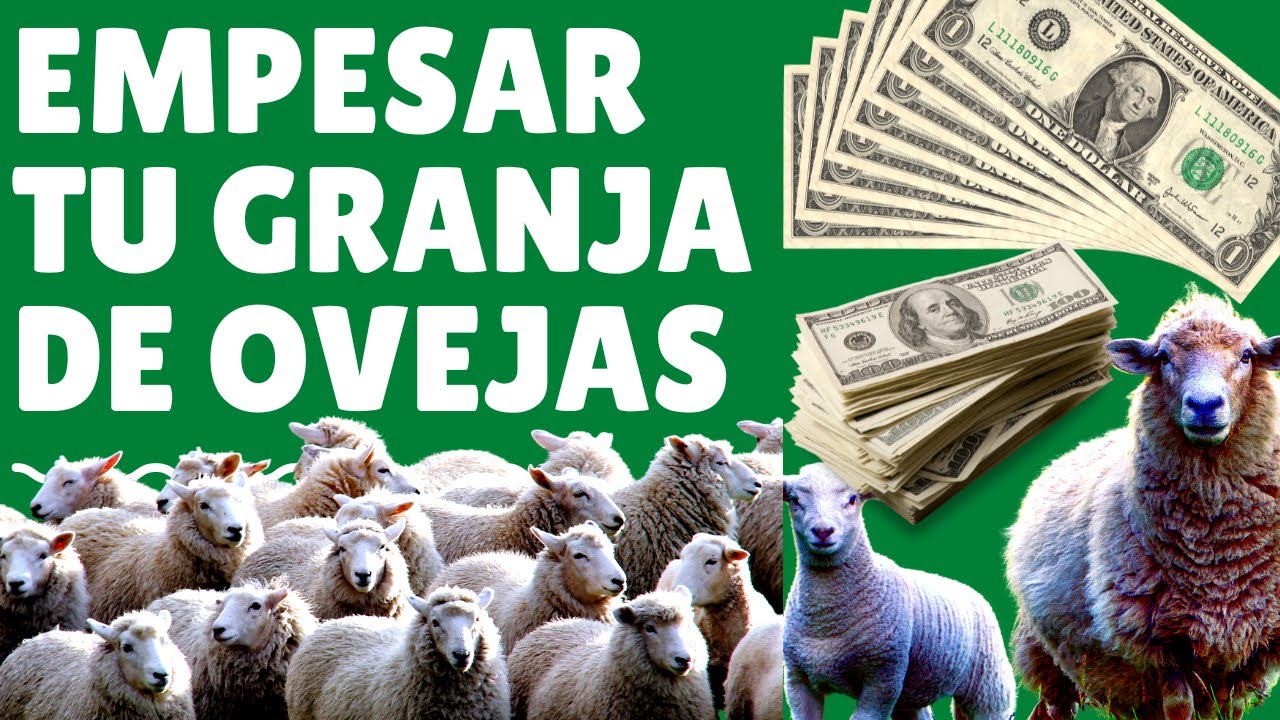 🤑 Gu&iacute;a Paso a Paso C&oacute;mo construir una granja de ovejas exitosa:  2023🤑como ganar dinero con ovejas