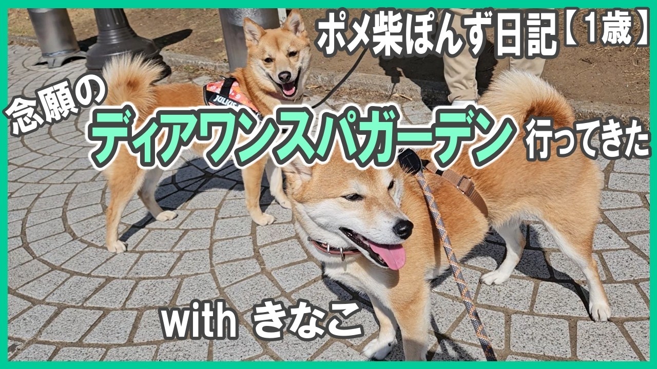 柴犬きなこ姉と【念願のディアワンスパガーデン】前回よりは仲良くできたかな／ごはんも温泉もGOOD／こういうおうちに住みたい／１歳11ヶ月／ポメ柴ぽんず日記
