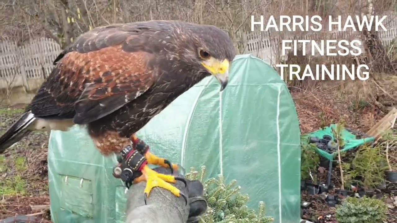 Harris Hawk Fitness Training