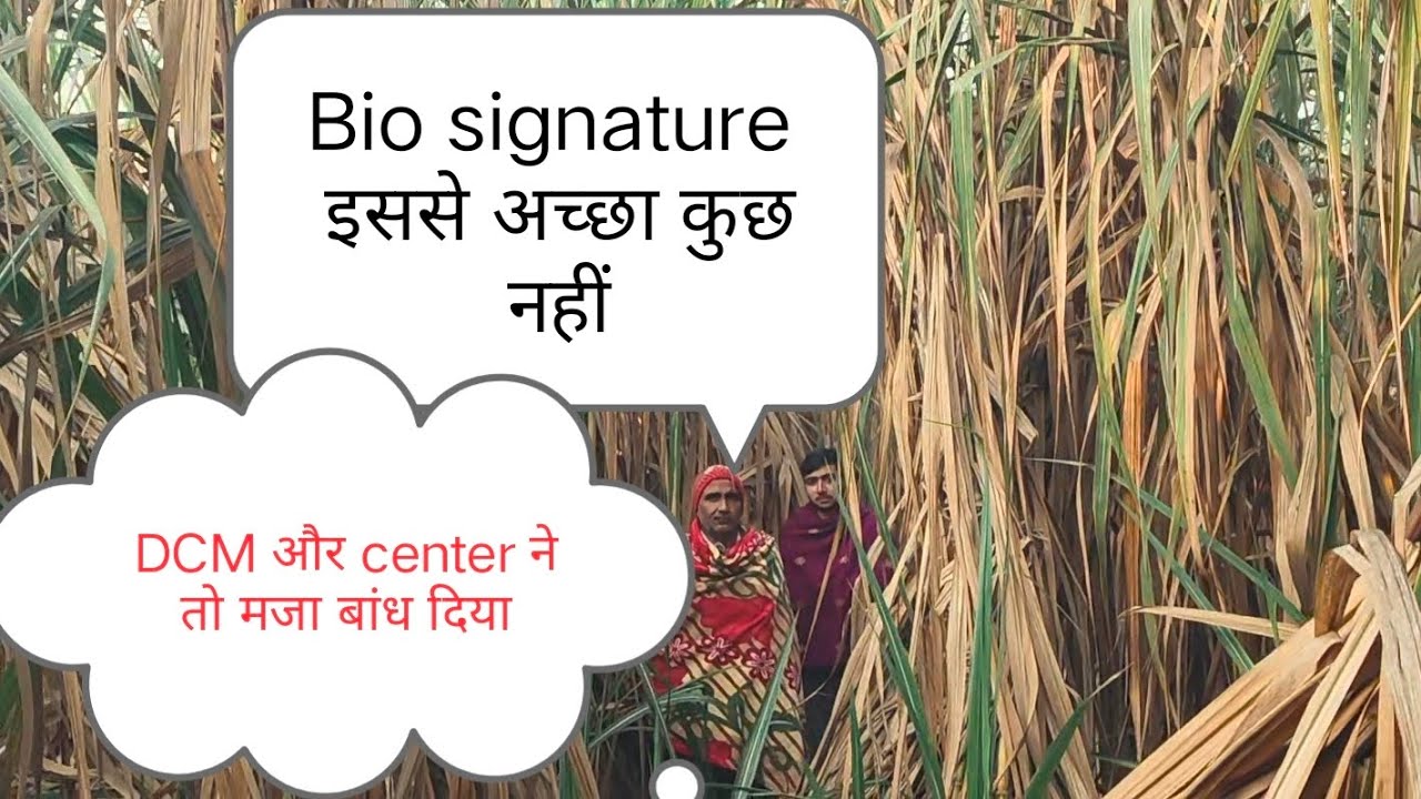 Bio signature के खलीफा ने रचा इतिहास।शामली जिले का वायरल खेत।इससे जबरदस्त खेत नहीं पूरे शामली जिले 
