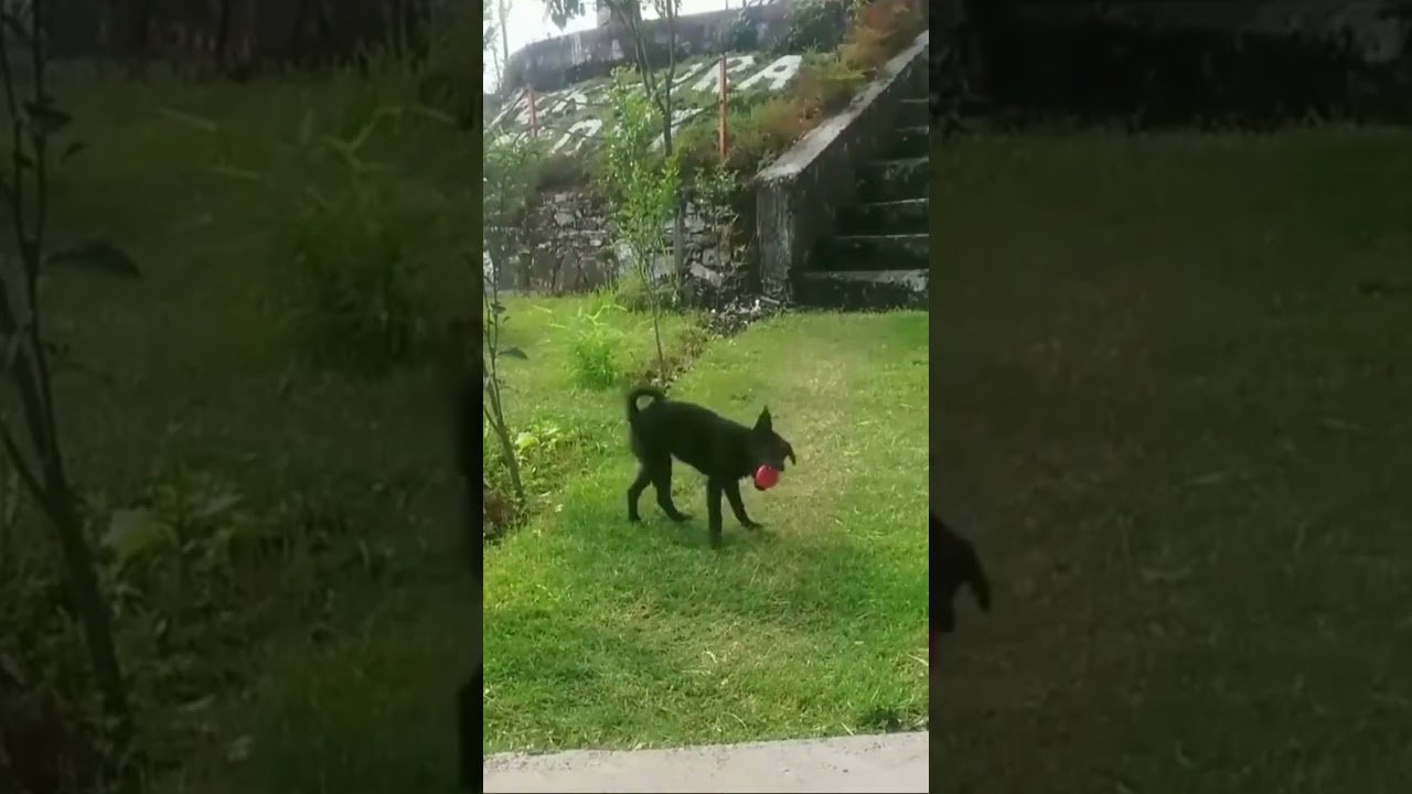 Pawsome Fetch Mastery: Watch This puppy's Impressive Object Retrieval Skills!