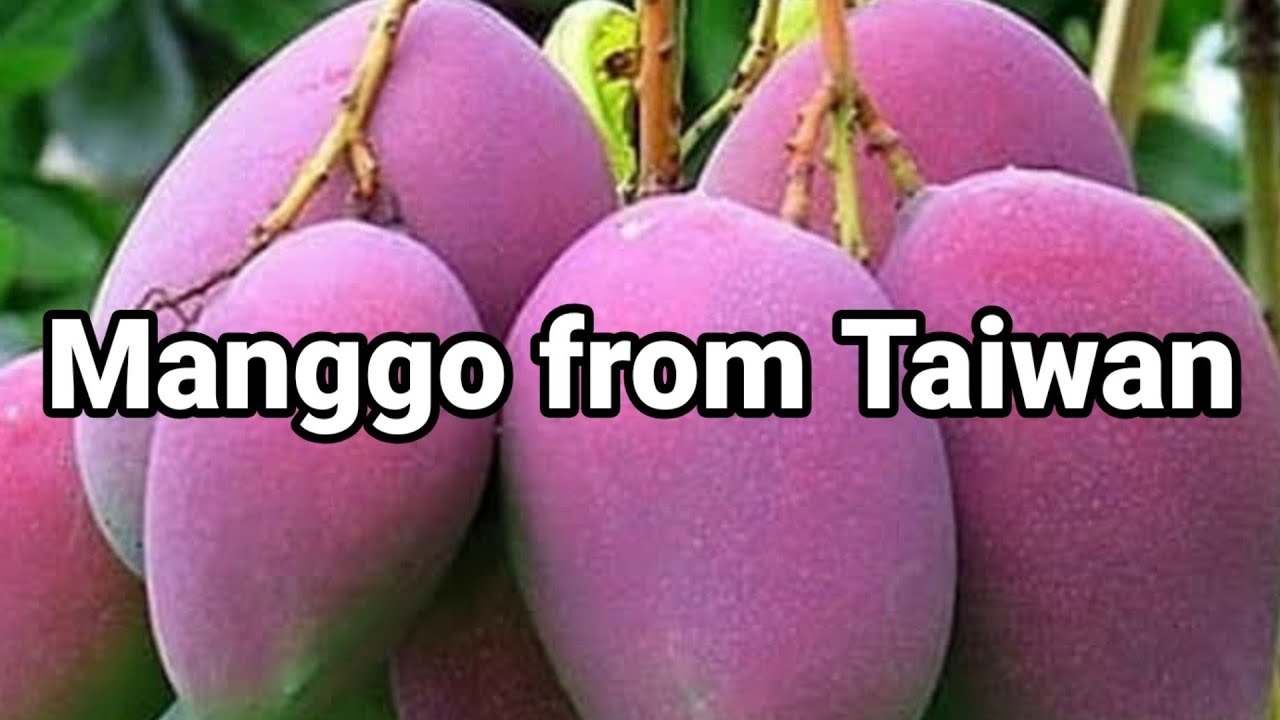 Teknik UHDP Kebun Mangga Taiwan ||