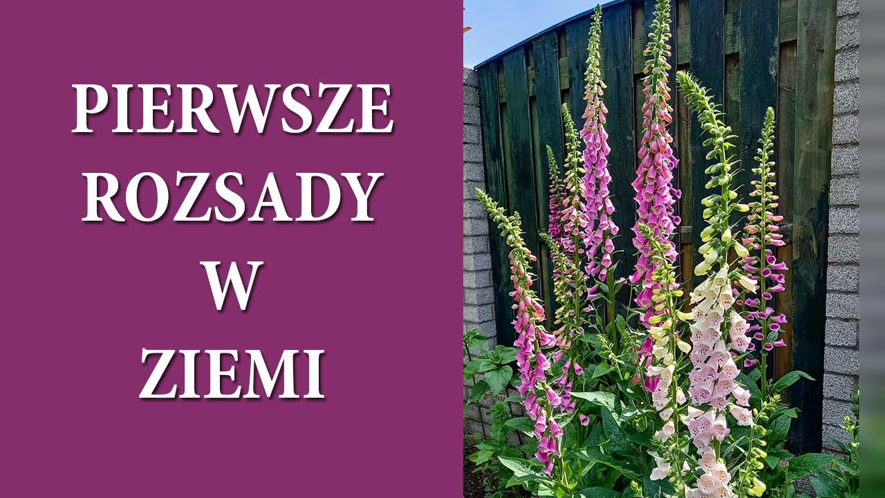 Sadzę groszki pachnące i naparstnice / Jak, kiedy i czym nawozić R&Oacute;ZE / MrsGarden