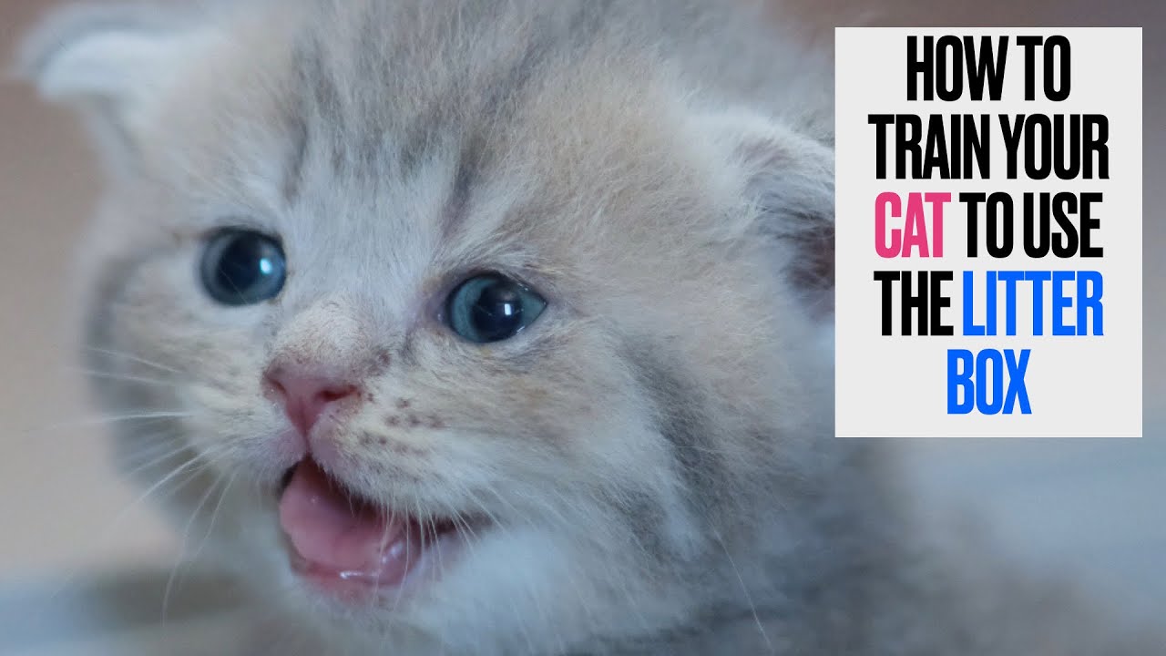 How to Train Your Cat to Use the Litter Box
