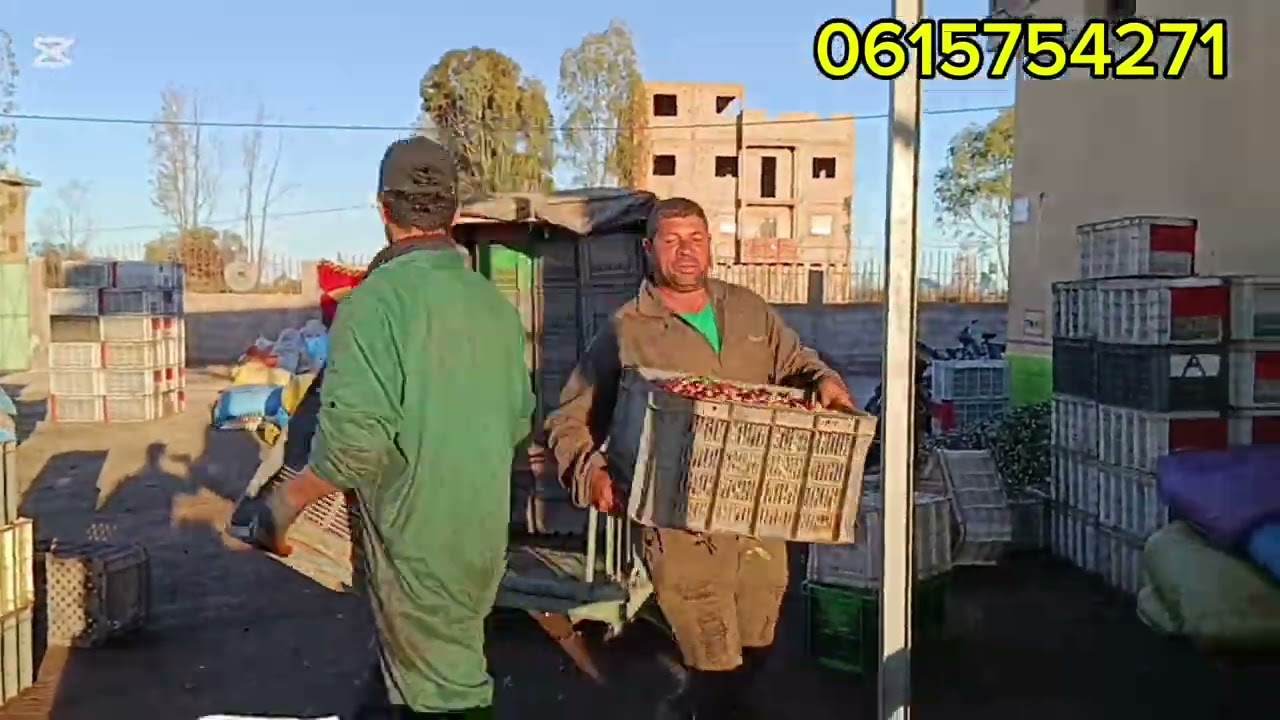 حبوب زيتون اشجار نوع الحوزيه بقلعه السراغنه منطقه اولاد الشرقي بتاريخ اليوم 🫒 15/2/2026🫒