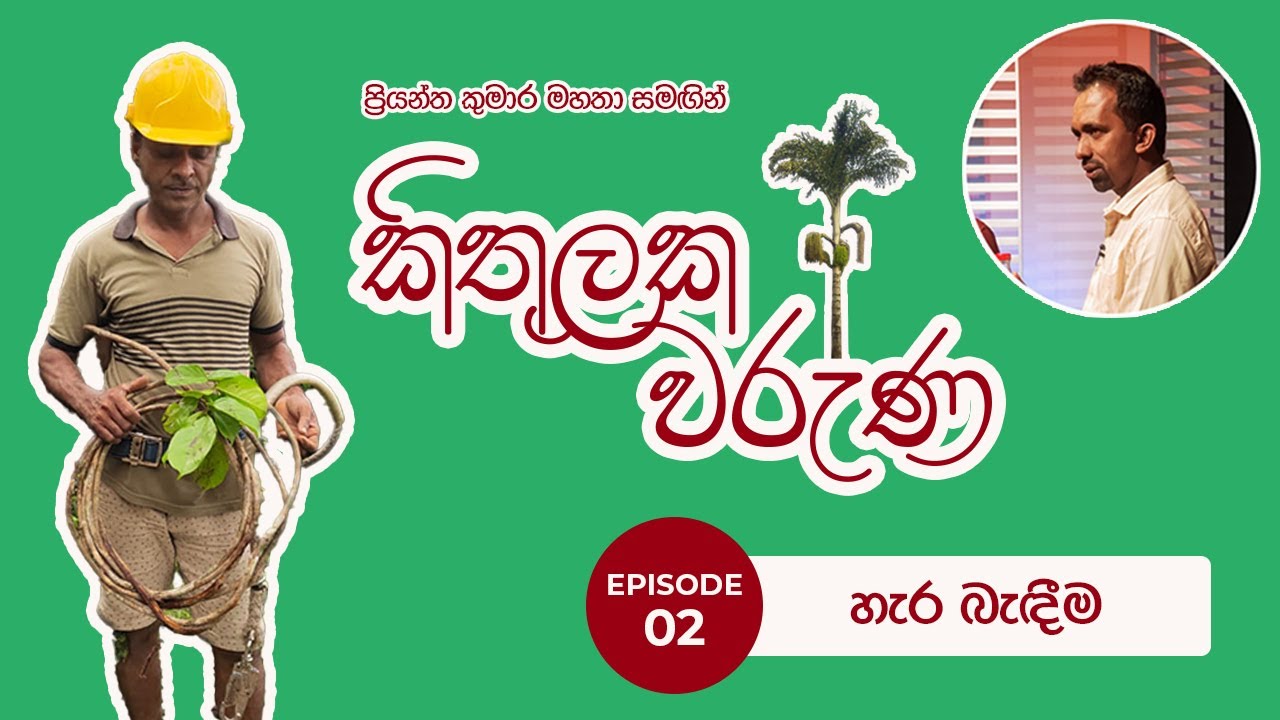 කිතුල් හැර බැඳීම - කිතුලක වරුණ | Tying Ropes - The Story of the Kithul Industry | EPI 02