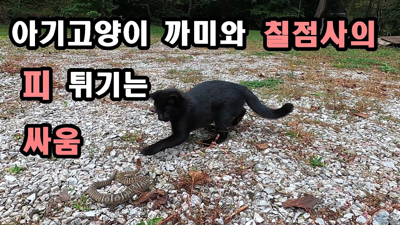 아기고양이 까미와 칠점사의 피 튀기는 싸움의 승자는? 