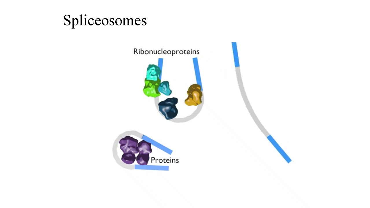 Lecture 14 mRNA Processing Explained