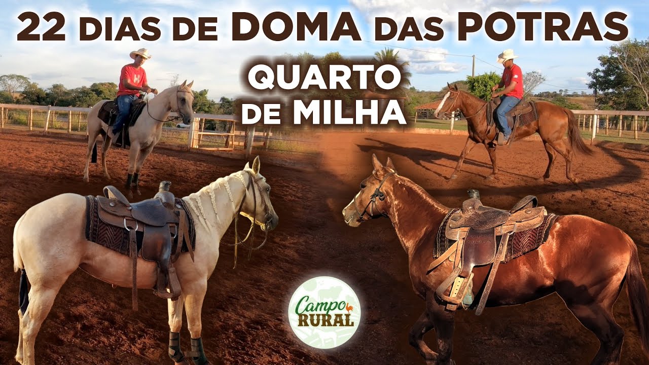 22 DIAS DE DOMA DAS POTRAS QUARTO DE MILHA