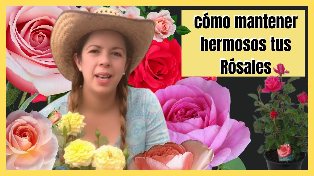 Cómo mantener hermosos tus Rósales, tanto en maceta como en el suelo ♥️♥️♥️