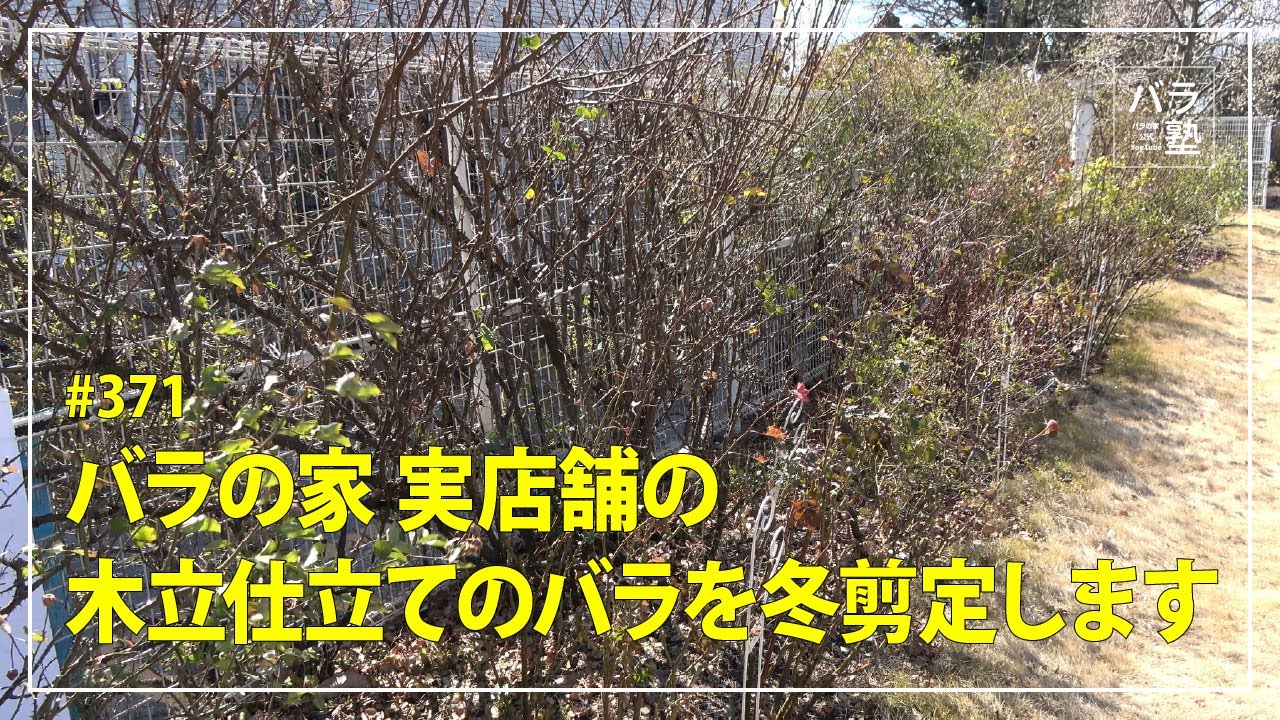 #371 バラの家 実店舗の木立仕立てのバラを冬剪定します