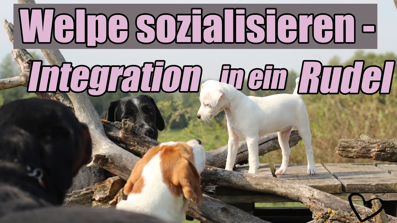 Mehrhundhaltung - wie integriere ich ein Welpe in ein Rudel