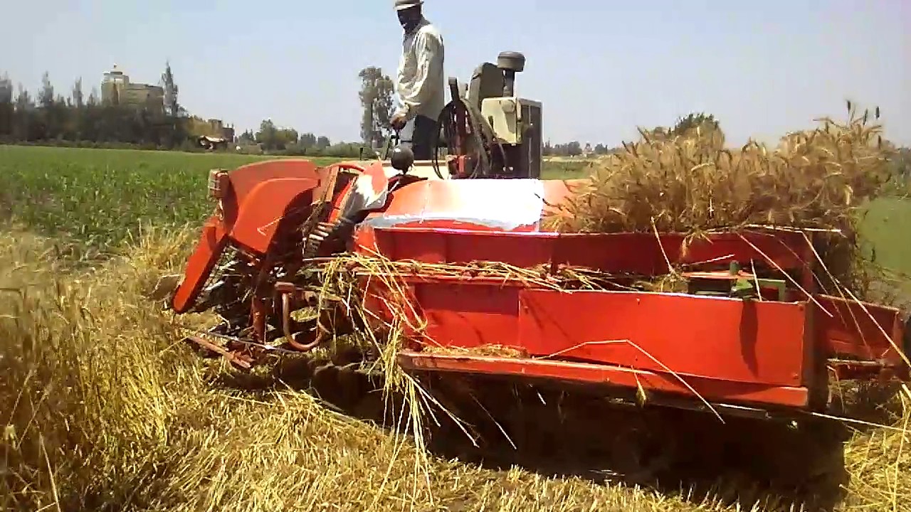 حصاد القمح مع احدث تطوير لماكينه الكومباين تحت اشراف المهندس عنتر شريف واخراج الحاج قطب شريف01065164