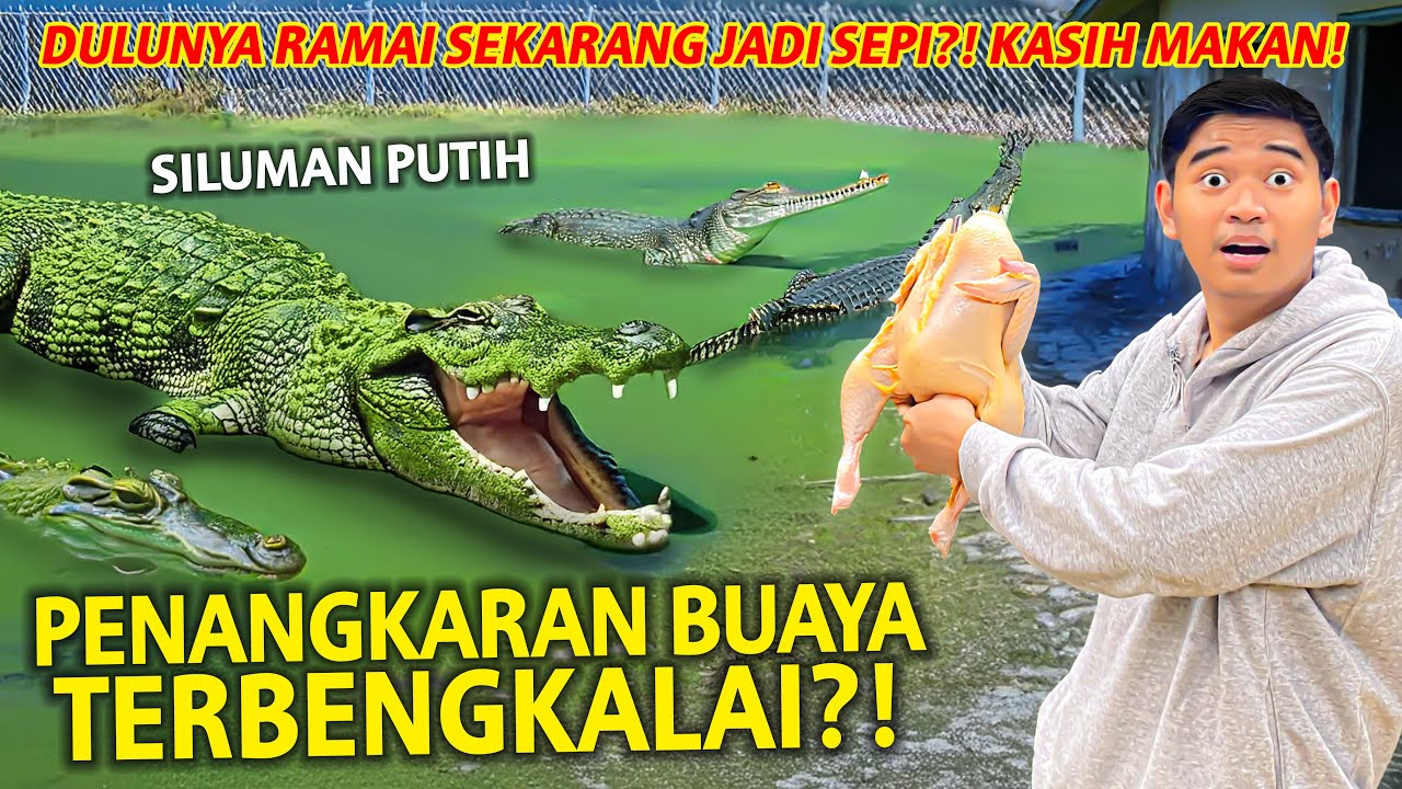 SIDAK PENANGKARAN BUAYA TERBENGKALAI! KASIH MAKAN HEWAN GANAS DISINI! DARI RAME JADI SEPI?!