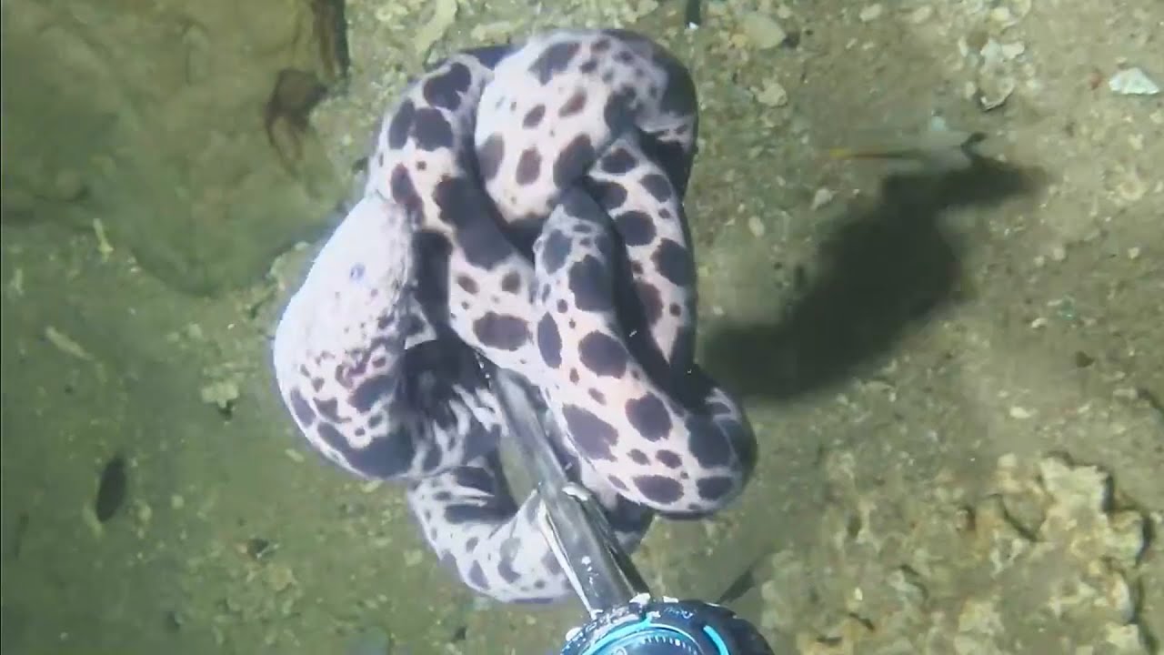 Diving under the sea to catch eels, crabs and sea cucumbers | Part 28