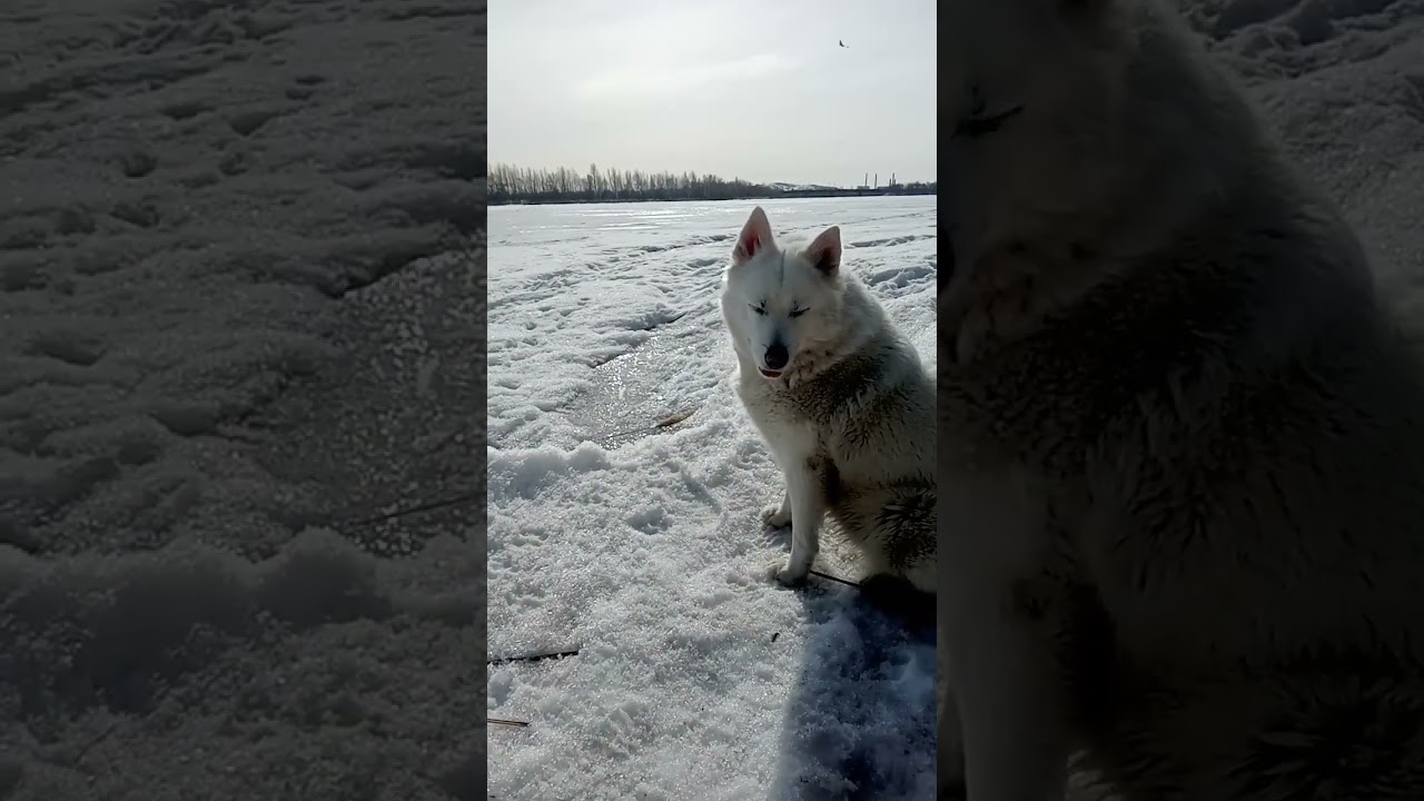 Хочу на тот берег 👅 ну пошли! 🌊 #dog #fun #nature #spring