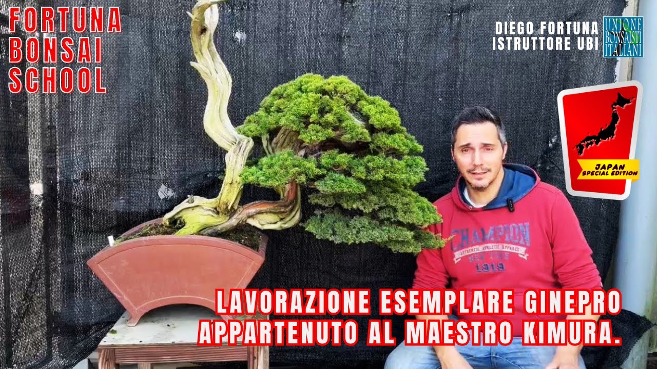 Bonsai Ginepro appartenuto al maestro kimura. [Japan Special Edition]