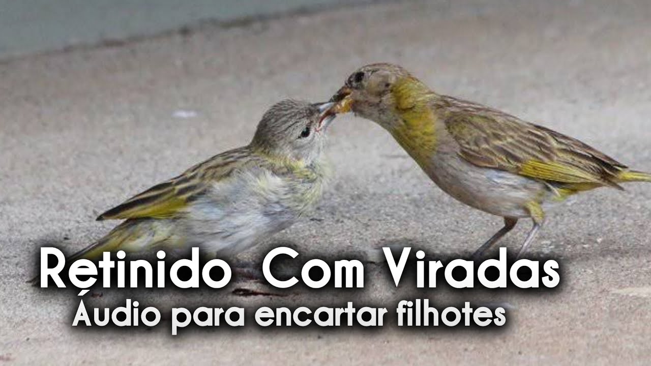 Canário da terra Canto Retinido com viradas para Encarte