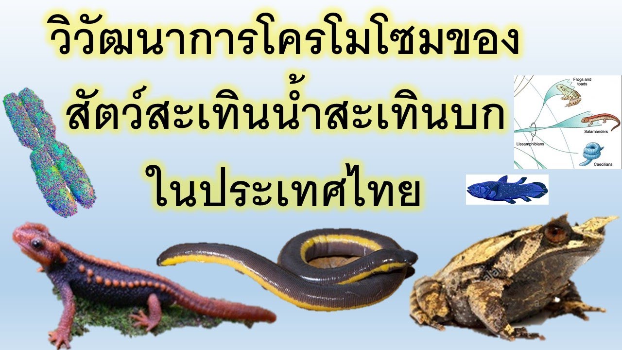 วิวัฒนาการโครโมโซมสัตว์สะเทินน้ำสะเทินบกในประเทศไทย