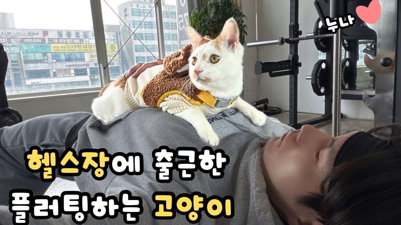 헬스장에 출근한 세상 귀여운 고양이 레오! 개냥이중 개냥이! Leo the cat came to work at the gym cutest coworker ever!