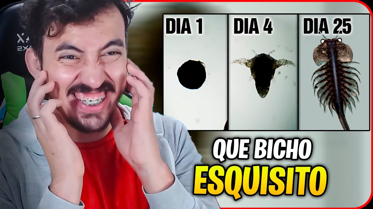 Evoluí um bicho microscópico de OVO até ADULTO (na vida real) - Andre Young | Leozin React