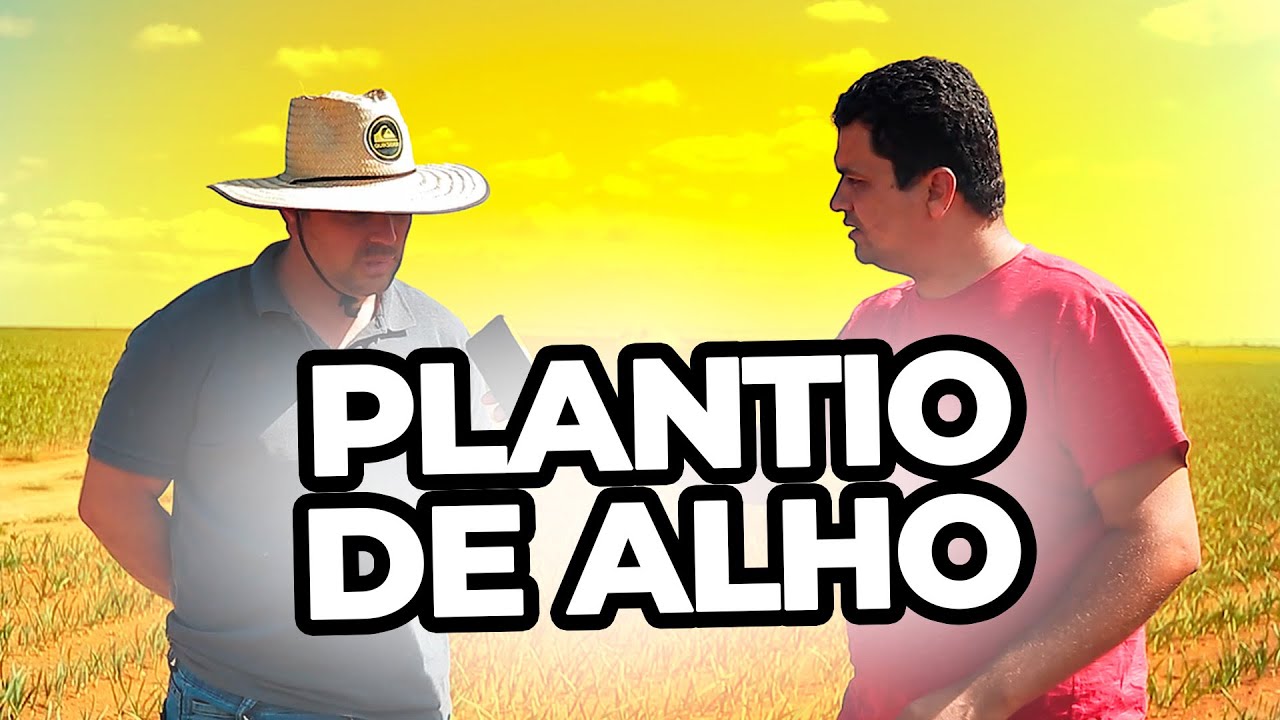 TUDO SOBRE O PLANTIO DO ALHO | CULTIVO DO ALHO