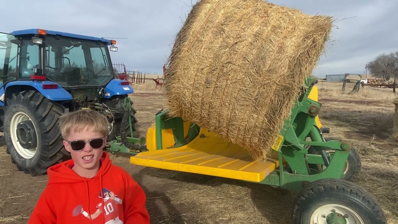 Feeding the cows🤠🐮