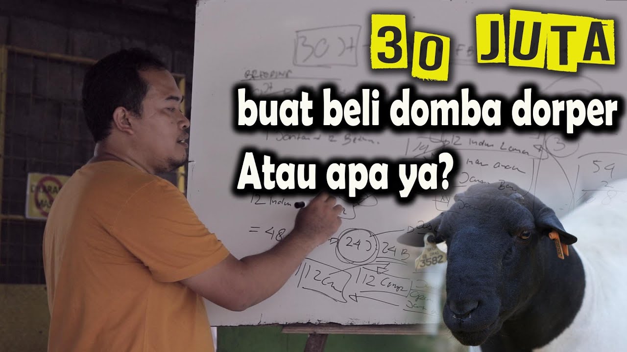 30 jt buat beli domba dorper atau apa ya ?
