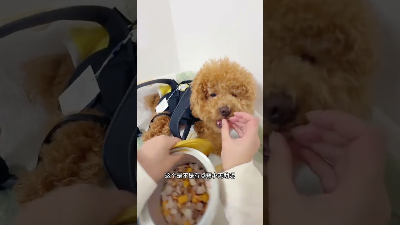 VLOG The Daily Life of Shenzhen Workers Raising Dogs in the Morning Oh mo oh mo The camera