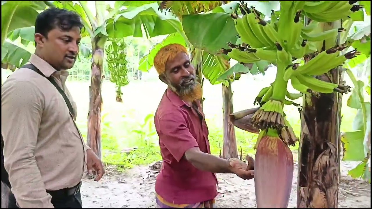 কলার দাগ রোগ | কলার রোগ বালাই ও প্রতিকার |