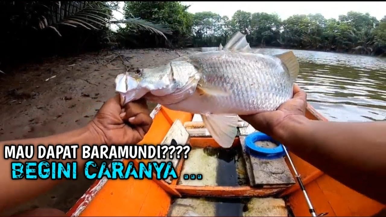 Terbukti dan silahkan coba sendiri||teknik bento paling ampuh buat mancing ikan baramundi