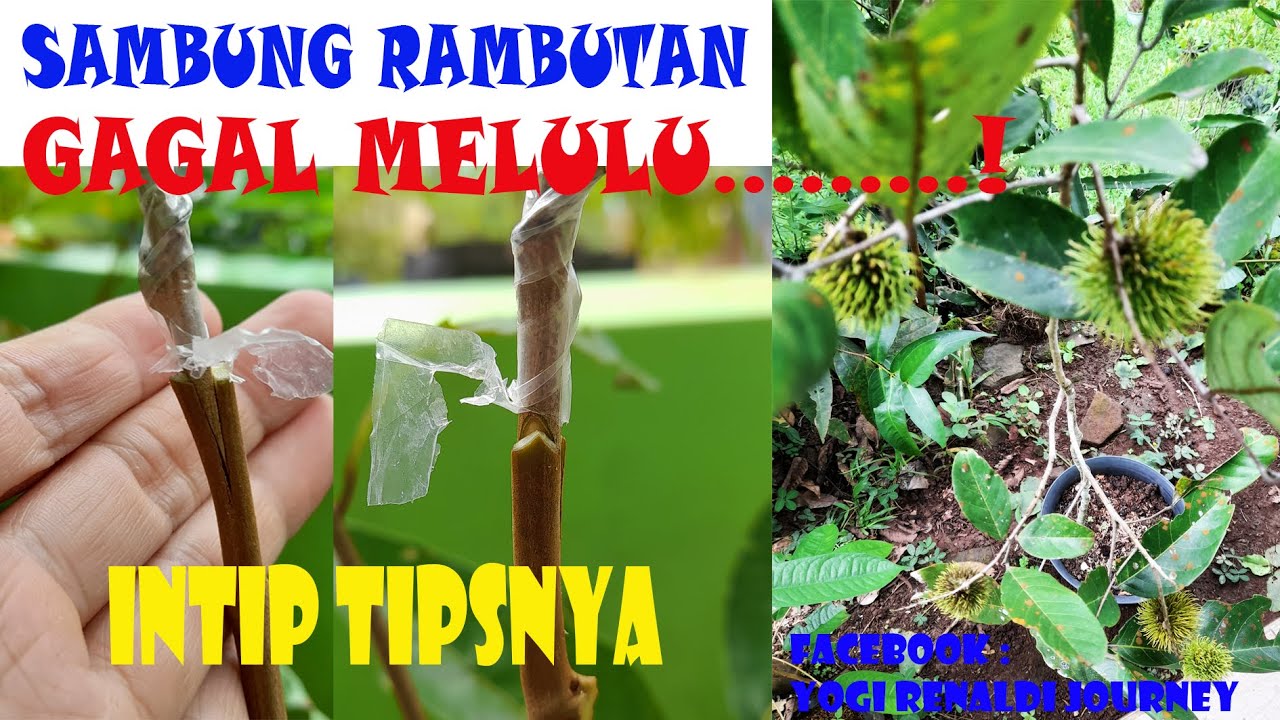 CARA SAMBUNG PUCUK RAMBUTAN| CARA SAMBUNG RAMBUTAN #rambutan #grafting