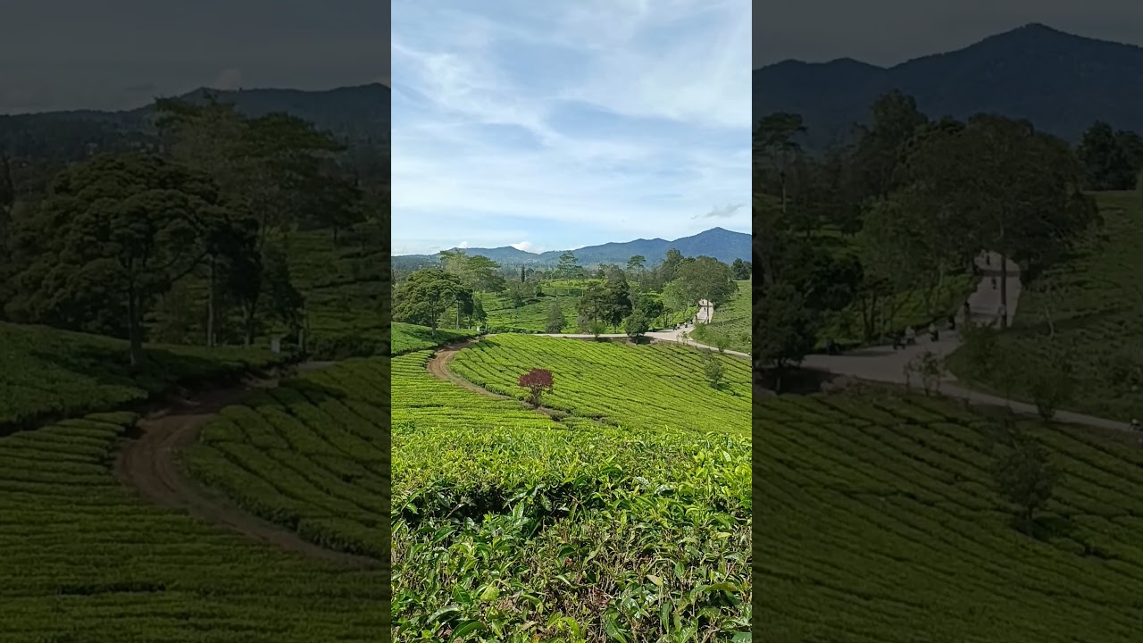 posisi lagi di perkebunan teh kertasarie PT London Sumatera