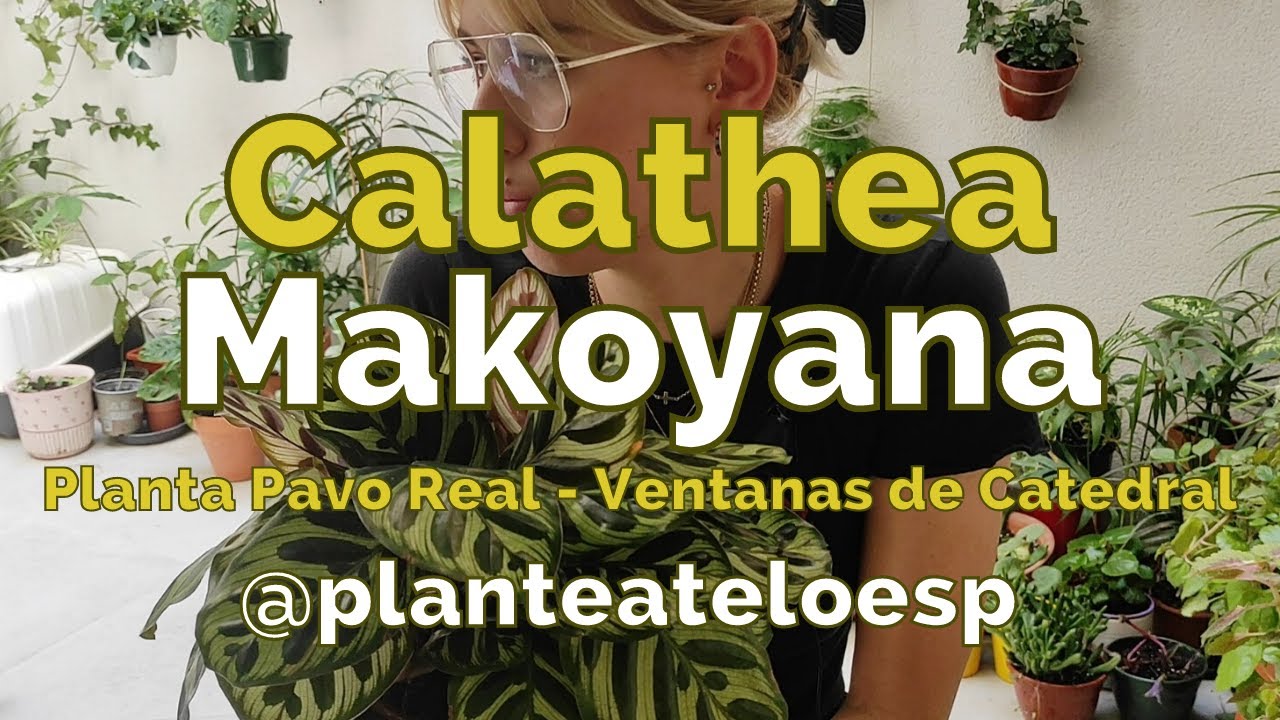 🦚Calathea Makoyana,planta Pavo Real o Ventanas de Catedral:cuidar plantas de interior en 5 minutos 🍃