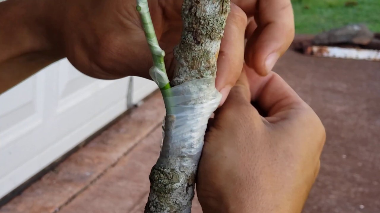 Veneer Grafting or Side Grafting