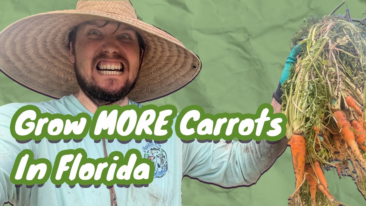 Grow Carrots In FLORIDA From Seed to Harvest