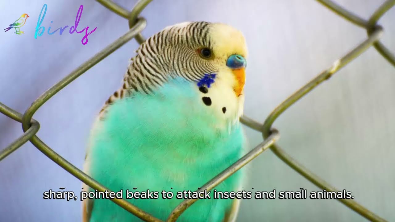why do budgies flap their wings really fast