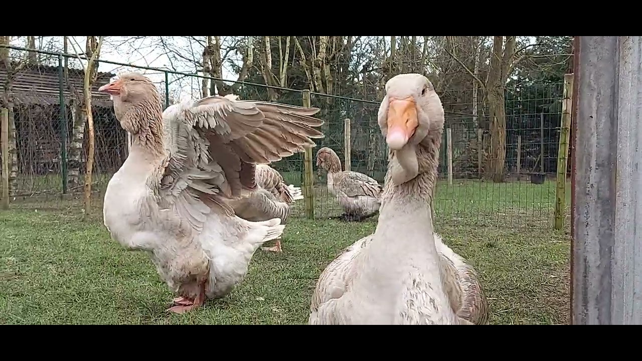 Buff Dewlap Toulouse Geese ready for the Breeding Season