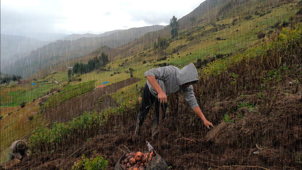 Cosecha de papa bajo la lluvia (Tercera temporada). Un desafío para los agricultores.