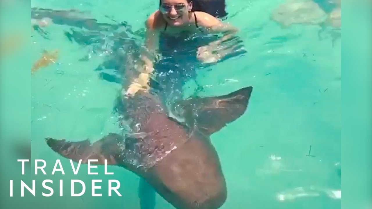 Swim With Friendly Nurse Sharks | Compass Cay, Bahamas